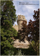 "TOWER THROUGH THE TREES"
