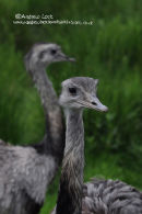 "TWO EMU'S"