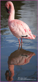 "PINK REFLECTION"
