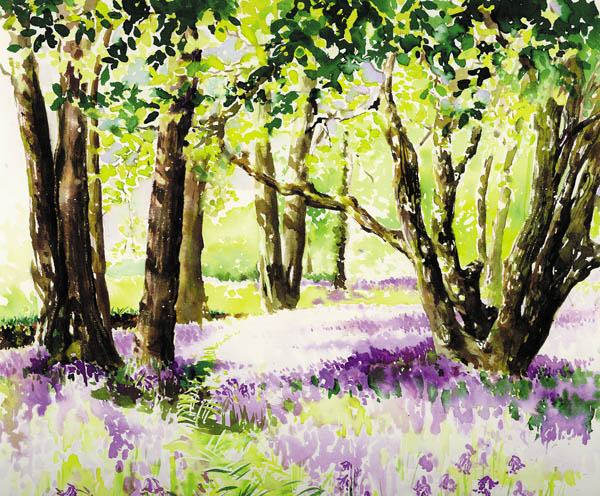 Bluebells at Waldron