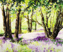 Bluebells at Waldron