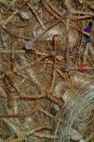 Nature Study 2 by Tadek Beutlich (Detail)