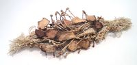 Seed Box by Tadek Beutlich