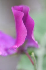 Flowering Pea