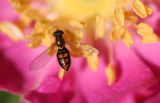 Hoverfly