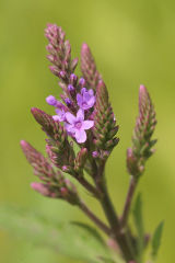 Blue vervain