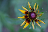 Black-eyed Susan