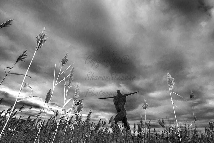 The famous Willowman of Somerset