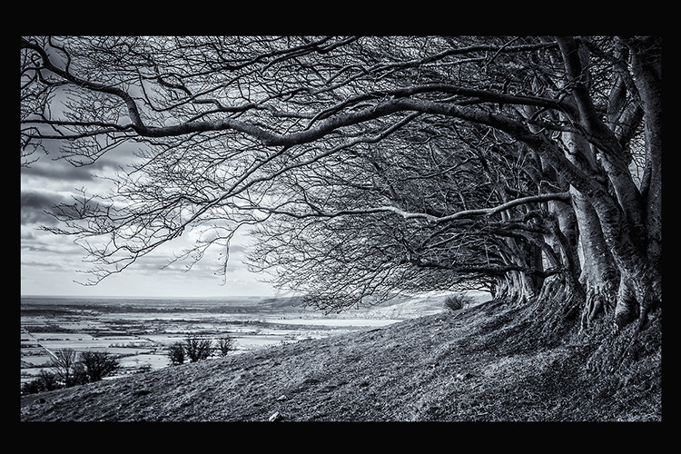 Beech Trees at Draycott Sleights Nr Cheddar