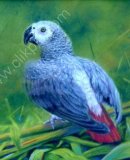 African Grey Parrot