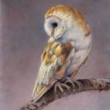 Barn Owl Whisper
