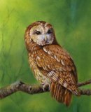 Watchful, Tawny Owl