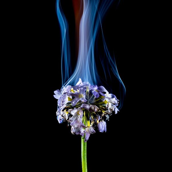 steve-shelley-ssshoot-covid-lockdown-048 garden flower burning with orange and blue flames