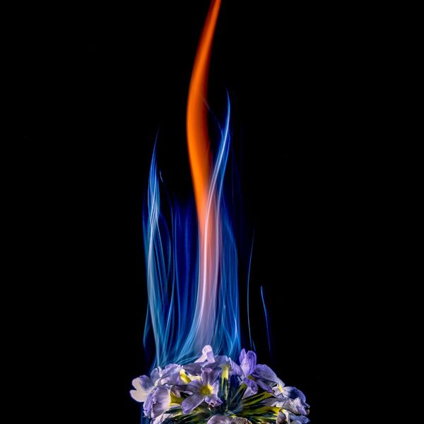 steve-shelley-ssshoot-covid-lockdown-014 garden flower burning with orange and blue flames