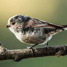 Long Tail
