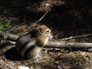 Chipmunk