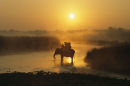 Elephant sunrise