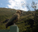 The Kea
