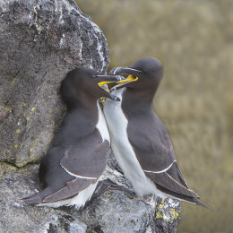 Cliff top Tryst
