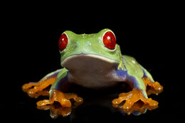 Red Eyed Tree Frog