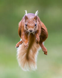 Jumping Squirrel
