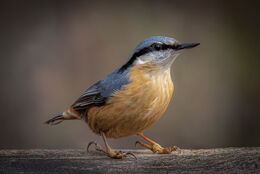 Nuthatch