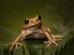 Tree Frog