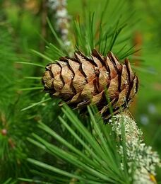 Lonesome Pine Cone