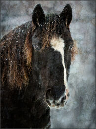 Snowy Horse