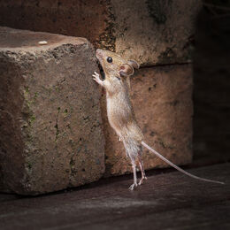 Woodmouse