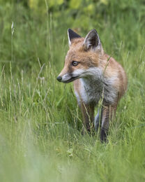 Fox Cub