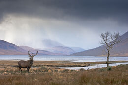 The Monarch Of Etive