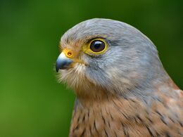 Kestrel