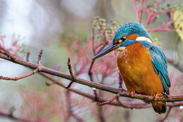 Kingfisher At The Botanics