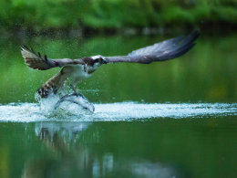 Osprey with Fish