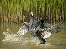 Battling Coots
