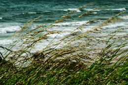 Blowin' In The Wind