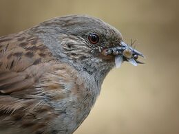 Hedge Sparrow With Grubs
