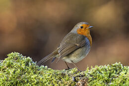Robin