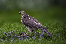 Female Sparrowhawk