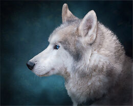 Husky