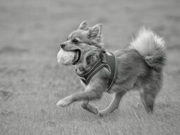 Playing Fetch