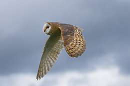 Barn Owl