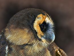 Asian Wood Owl