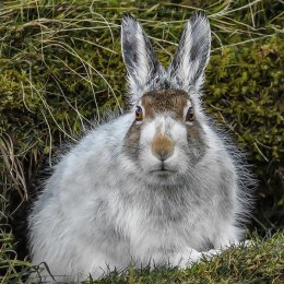 Almost Winter Hare