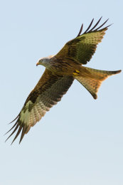 Red Kite
