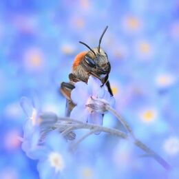 Bee In Spring Time