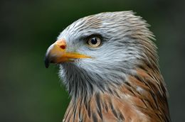 Red Kite