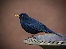 Blackbird