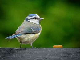 Blue Tit And Cheesy Puff